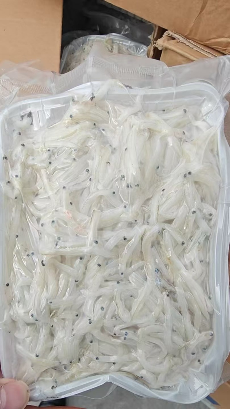 无刺无骨小银鱼面条鱼