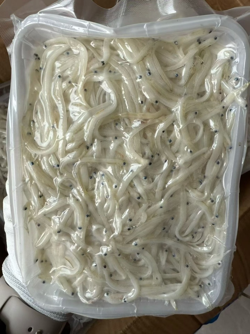 无刺无骨小银鱼面条鱼