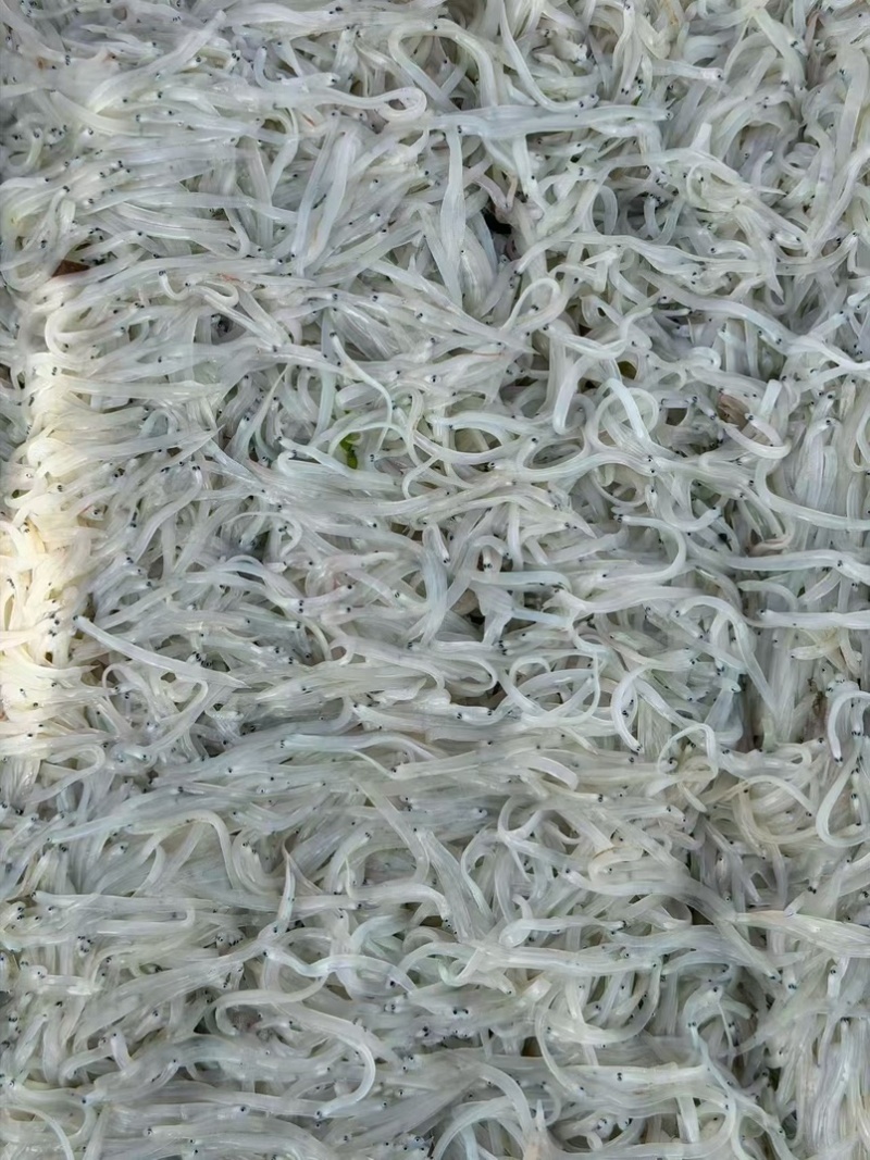 无刺无骨小银鱼面条鱼