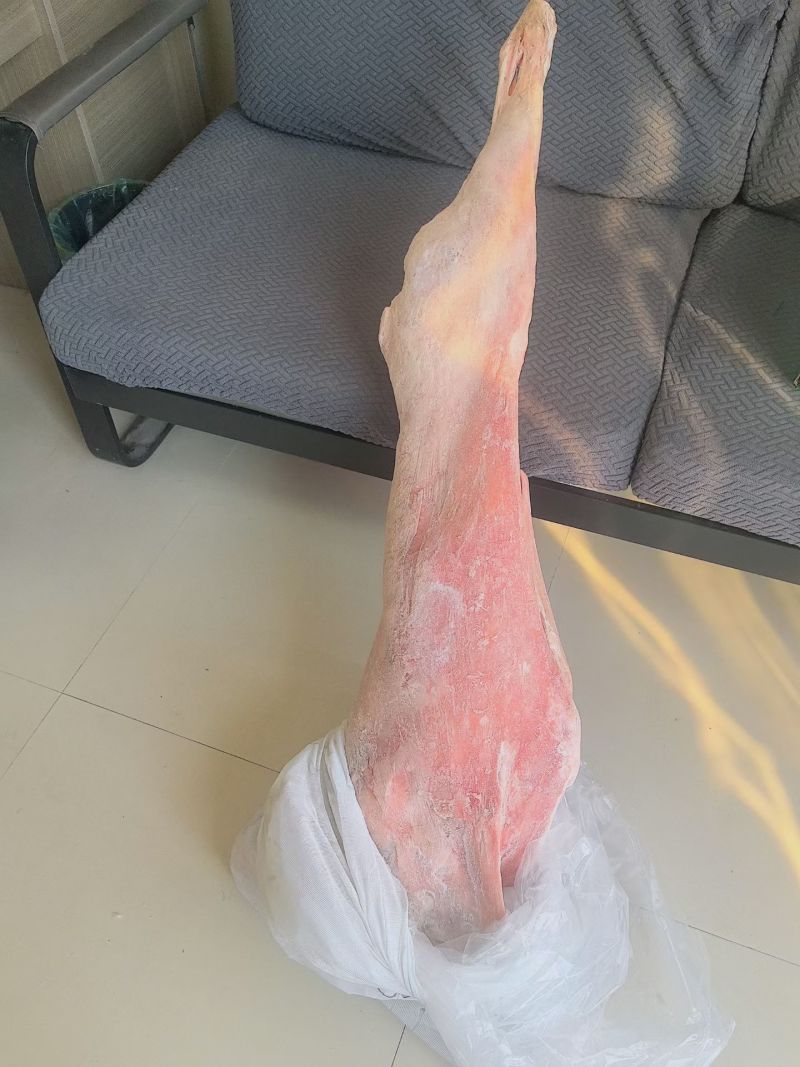 羊酮体