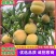 蜂糖李即将大量上市，精品市场货，支持一件代发