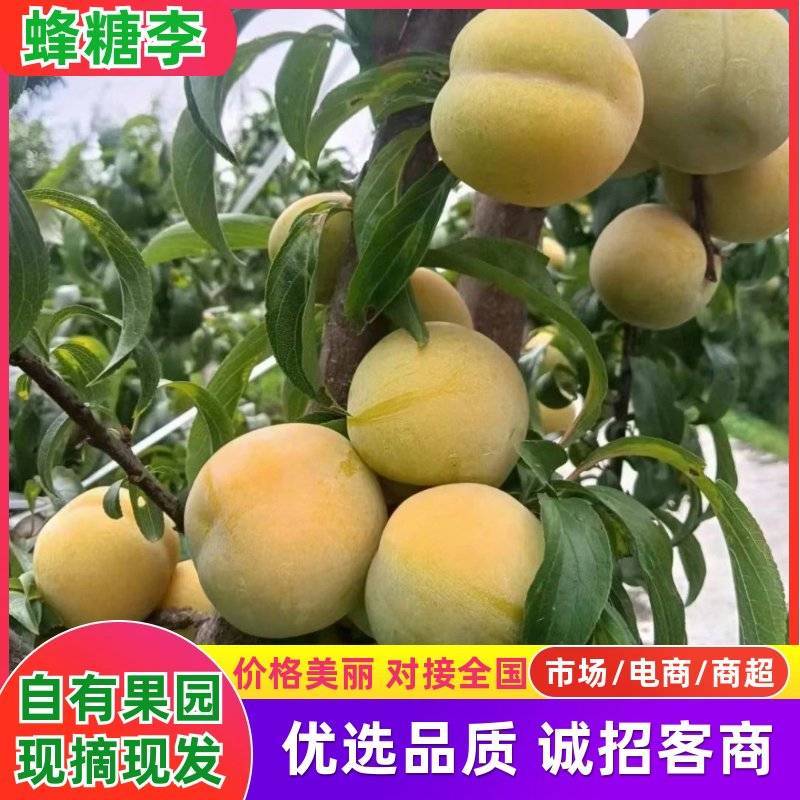 蜂糖李即将大量上市，精品市场货，支持一件代发