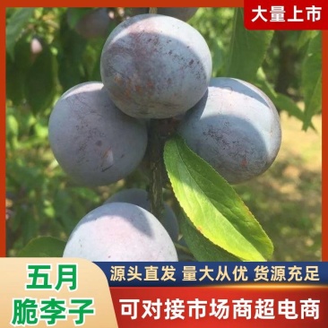 宜宾五月脆即将大量上市，支持一件代发，质量保证