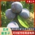 宜宾五月脆即将大量上市，支持一件代发，质量保证