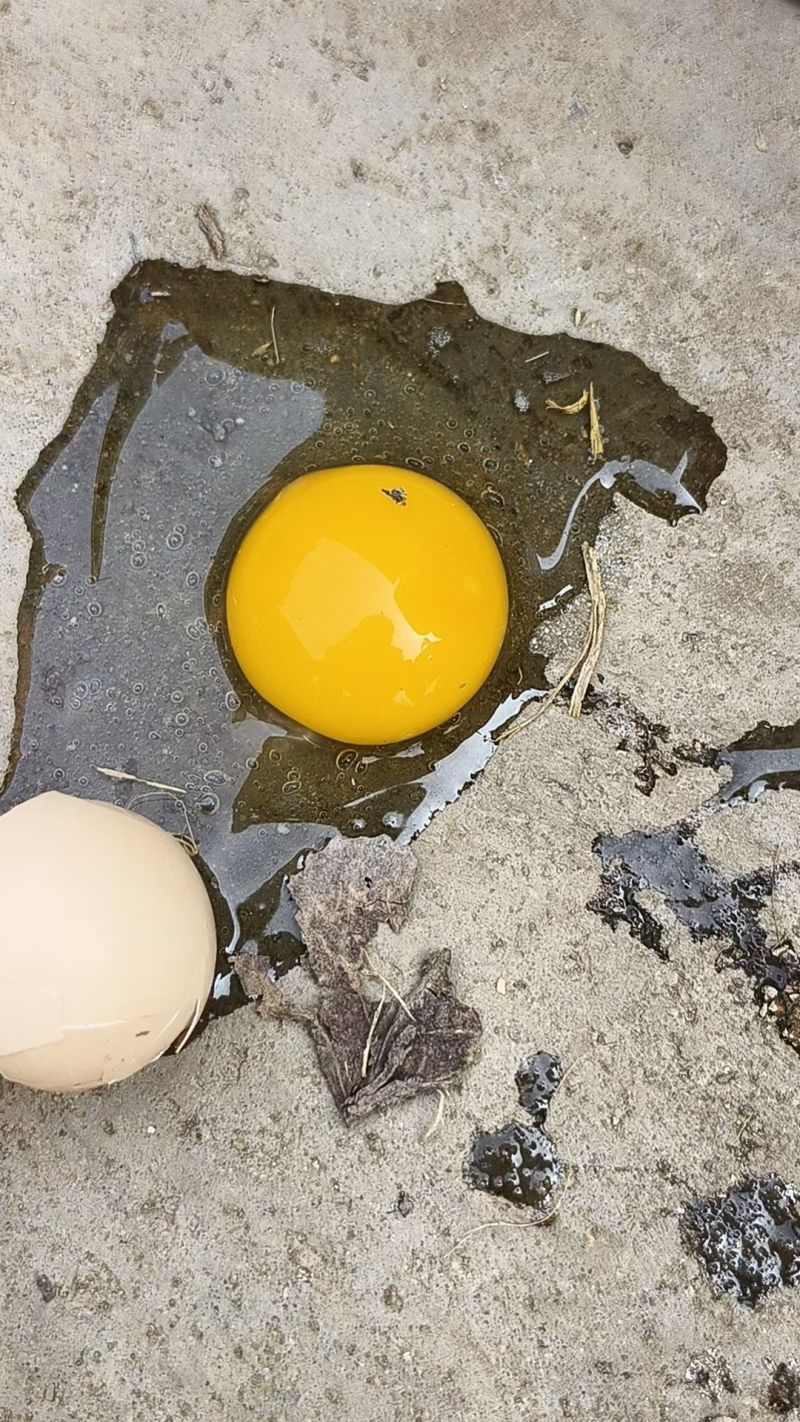 草鸡蛋