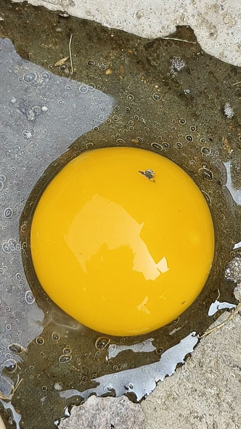 草鸡蛋