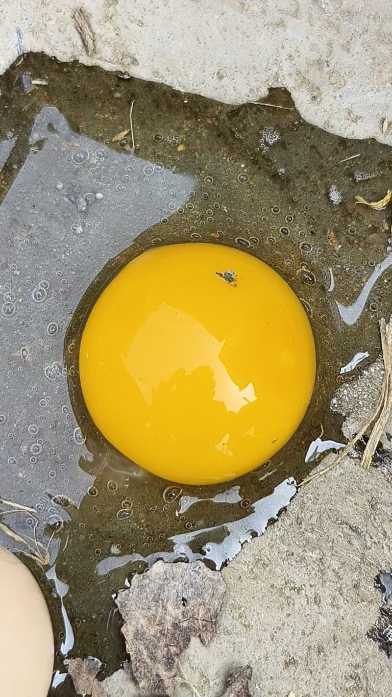 草鸡蛋