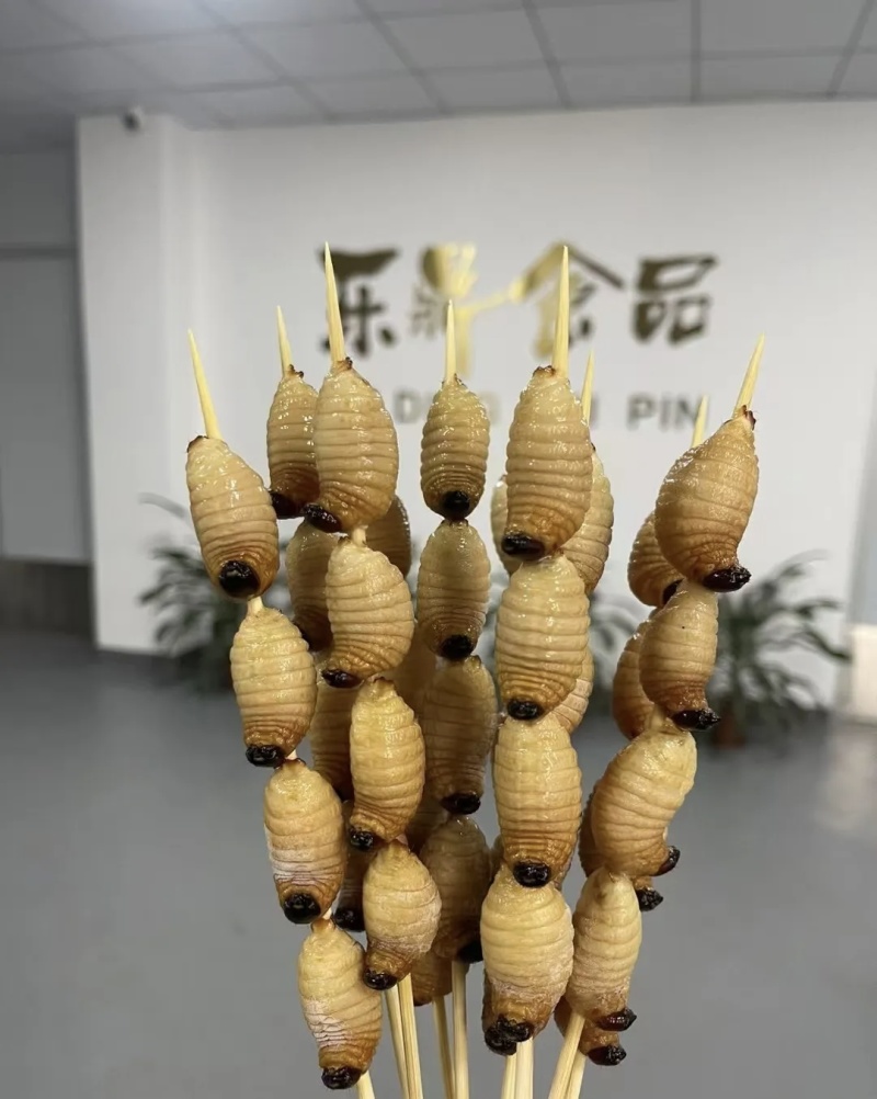 竹笋虫基地直供品质优可视频看货欢迎咨询来电
