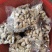 竹笋虫基地直供品质优可视频看货欢迎咨询来电