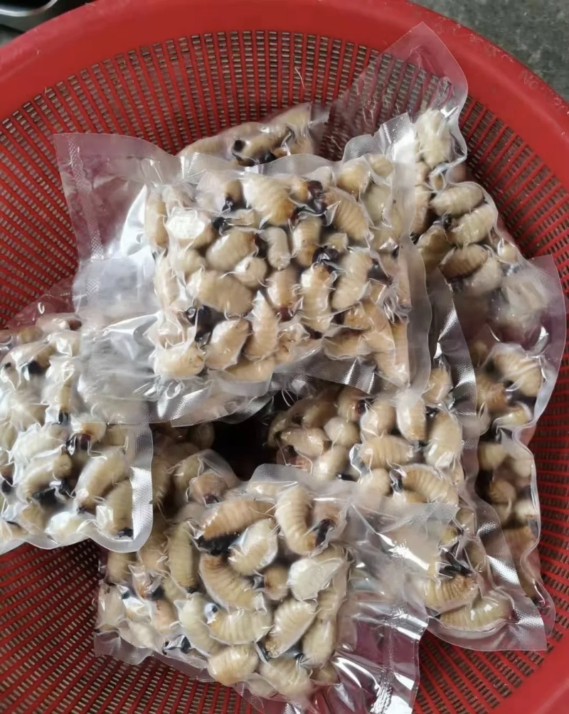 竹笋虫基地直供品质优可视频看货欢迎咨询来电