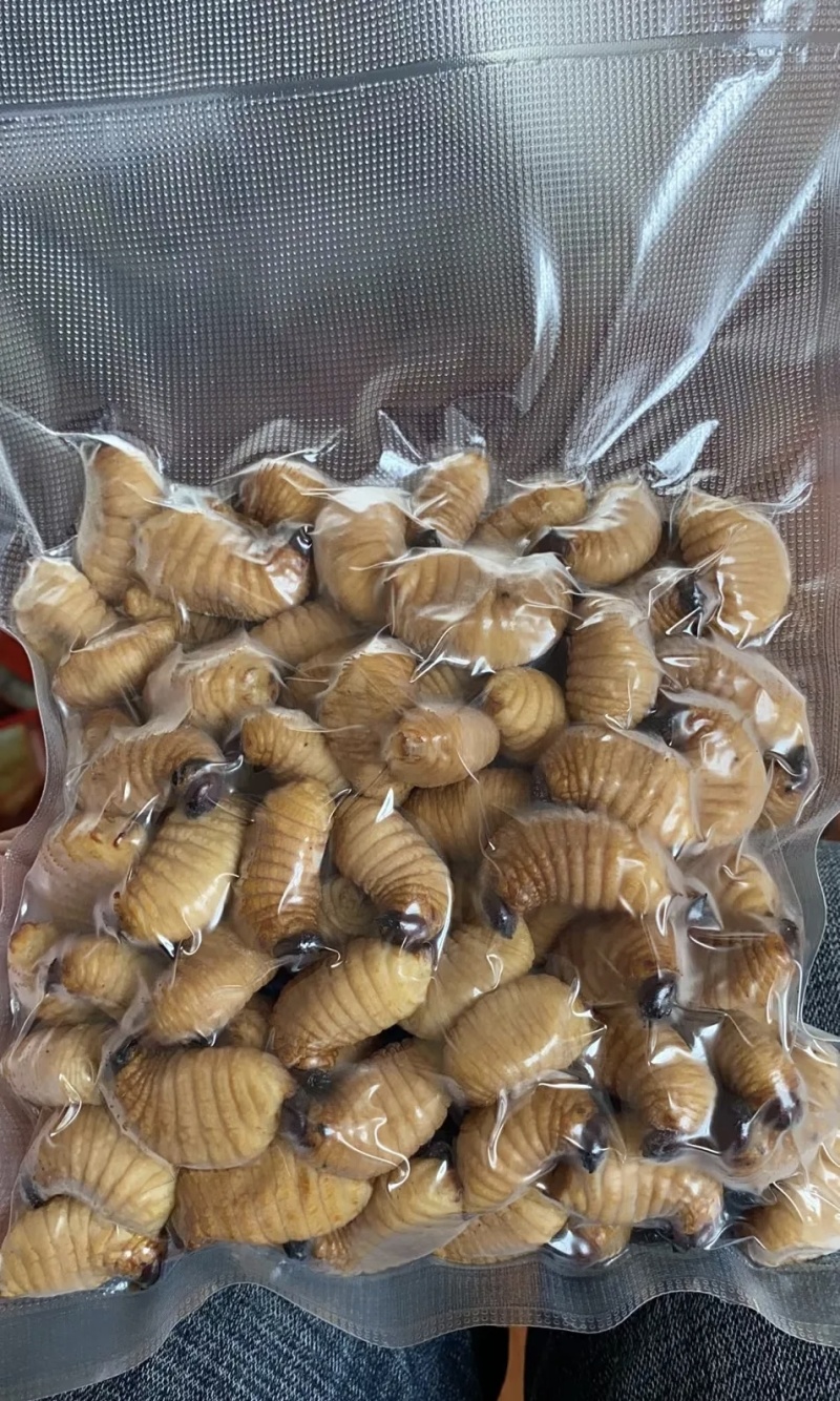 竹笋虫基地直供品质优可视频看货欢迎咨询来电