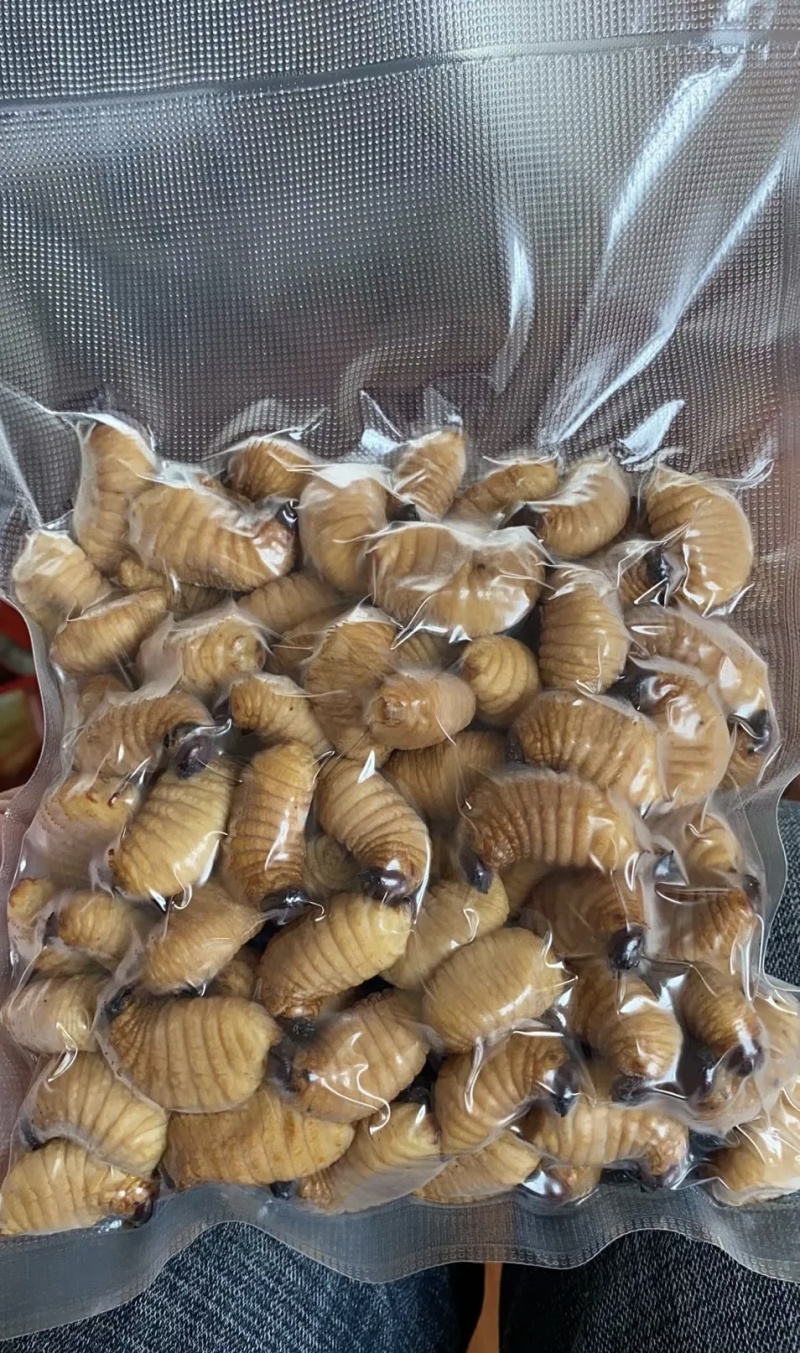 竹笋虫基地直供品质优可视频看货欢迎咨询来电