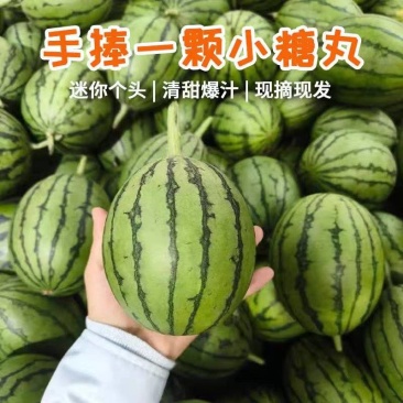 （小糖丸吊瓜）陕西西瓜/全美2K小西瓜/全国供应批发