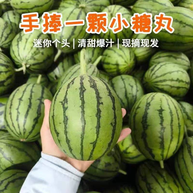 （小糖丸吊瓜）陕西西瓜/全美2K小西瓜/全国供应批发