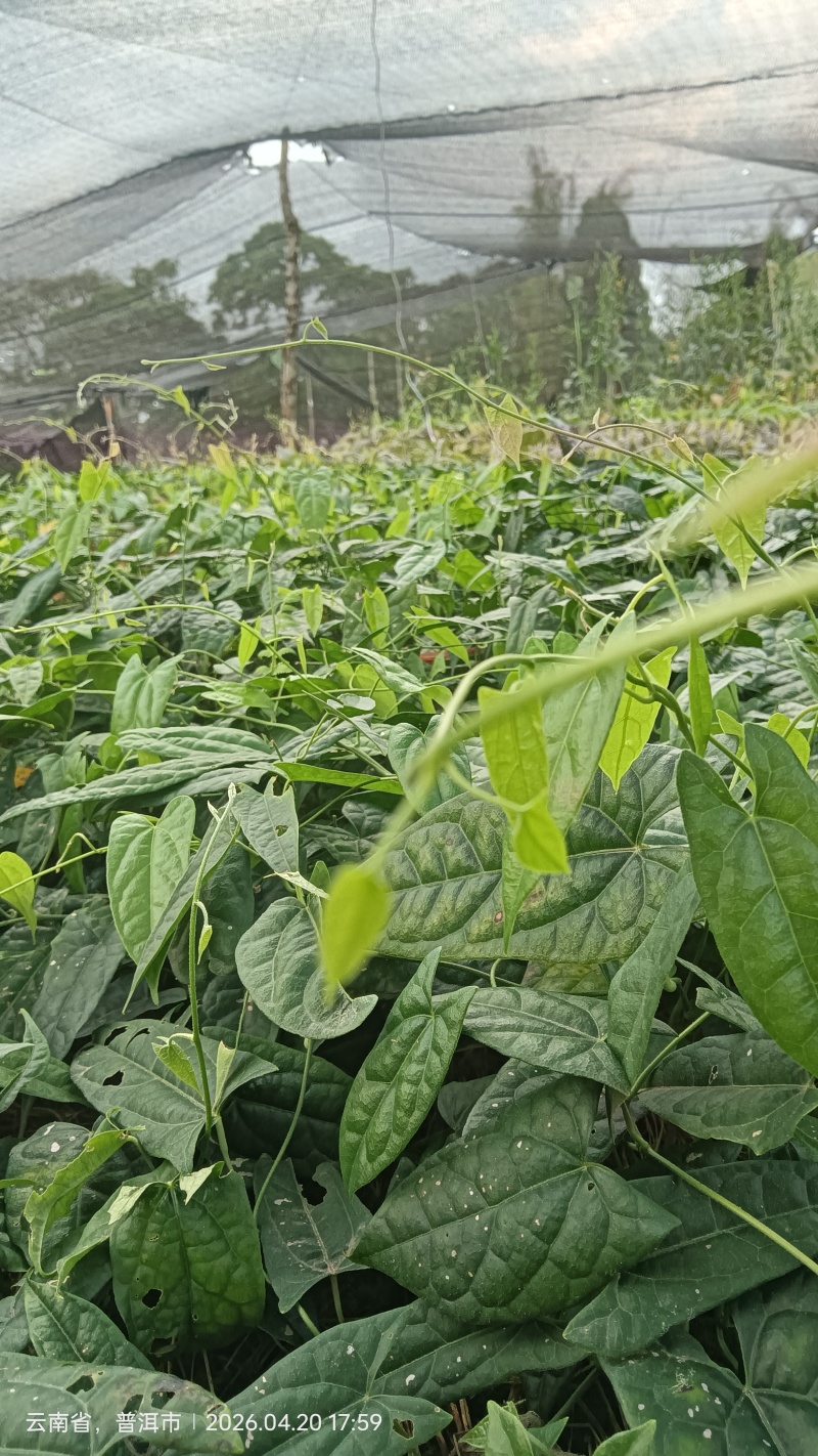 金果榄种苗
