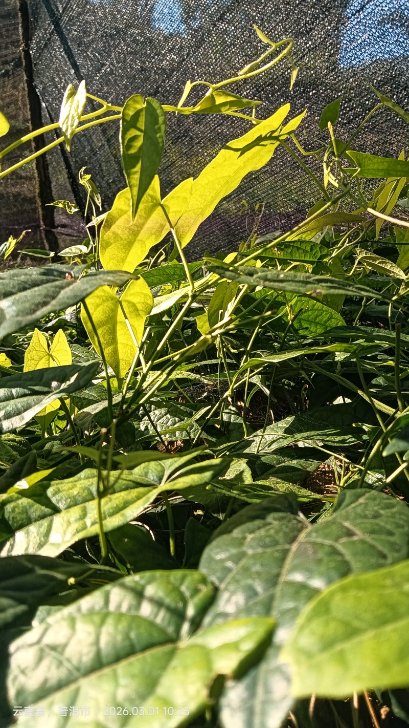 金果榄种苗