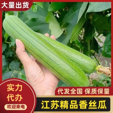 精品香丝瓜油皮丝瓜，一手货源，可视频看货，诚信经营，欢迎来电