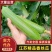 精品香丝瓜油皮丝瓜，一手货源，可视频看货，诚信经营，欢迎来电