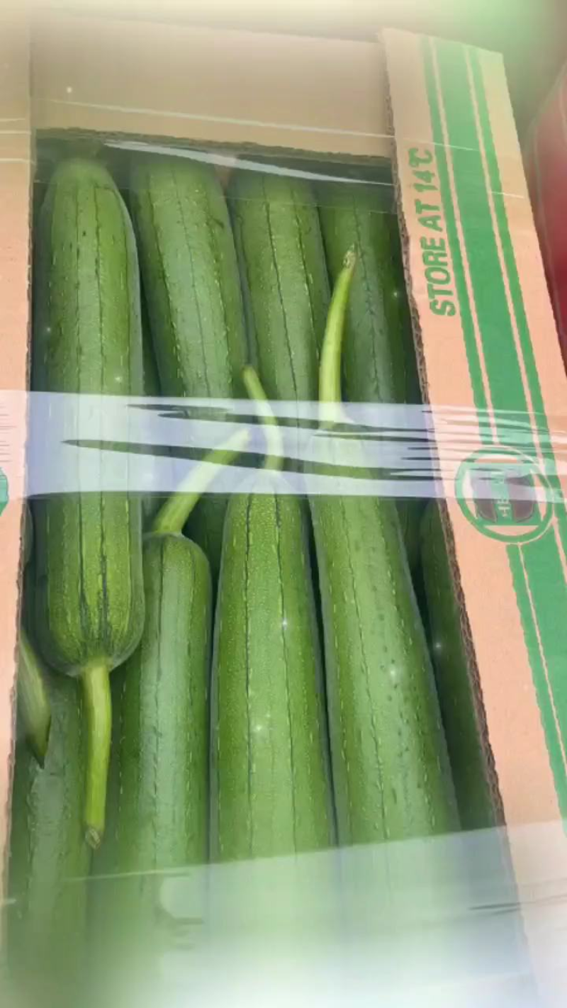 精品香丝瓜油皮丝瓜，一手货源，可视频看货，诚信经营，欢迎来电