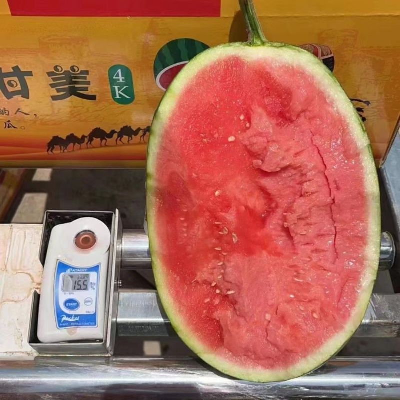 陕西甘美4k西瓜品种齐全对接商超团购电商一条龙服务