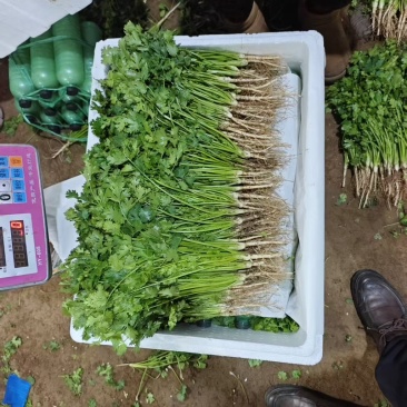 山东寿光志东香菜