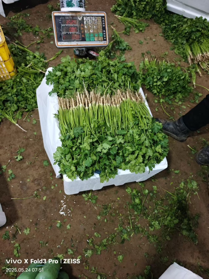山东寿光志东香菜