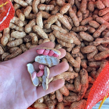 四粒红鲜花生，颗粒饱满，保质保量，产地直发