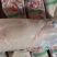 大日期白条鸭2500一吨