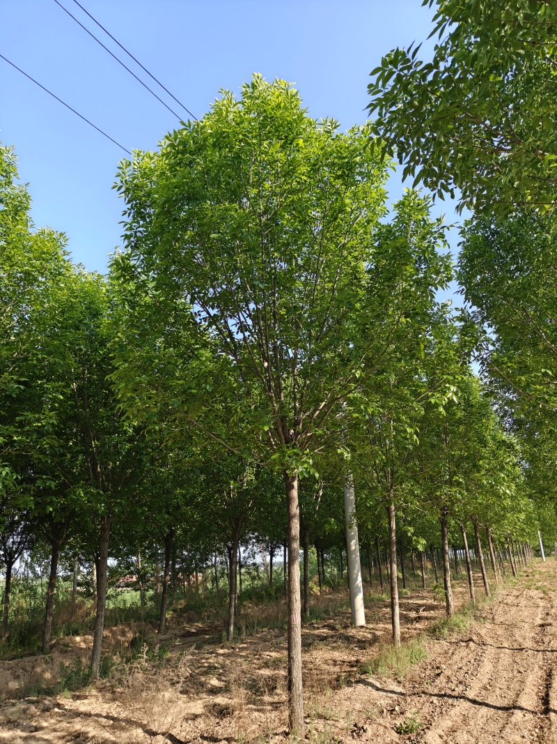 12公分速生白蜡，山东产地9000棵，大量低价出售中，随