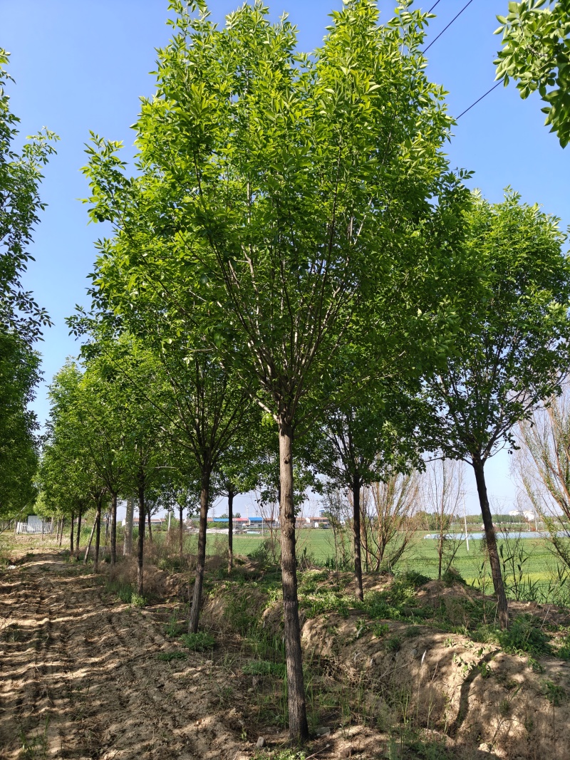 12公分速生白蜡，山东产地9000棵，大量低价出售中，随