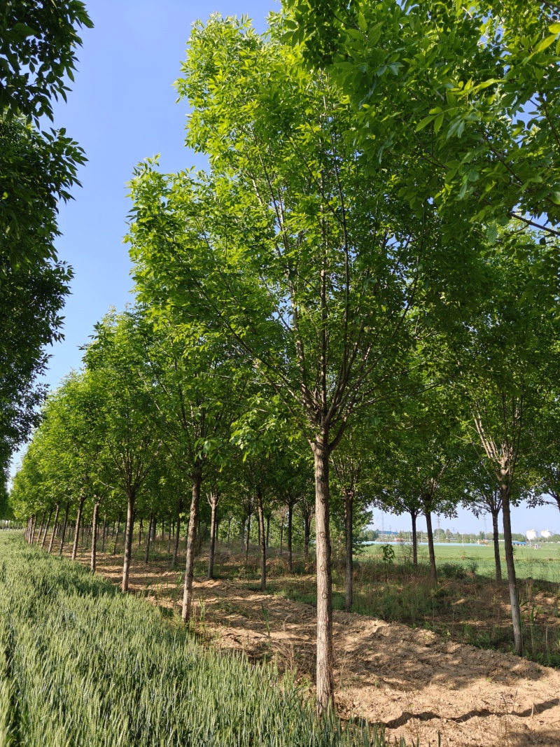12公分速生白蜡，山东产地9000棵，大量低价出售中，随