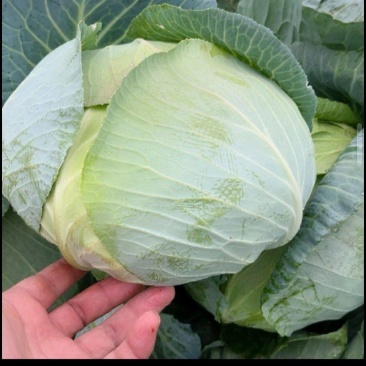 包菜扁包菜甘蓝供应市场商超电商一手货源量大从优