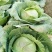 包菜扁包菜甘蓝供应市场商超电商一手货源量大从优