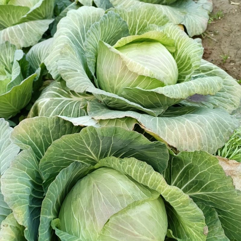 包菜扁包菜甘蓝供应市场商超电商一手货源量大从优
