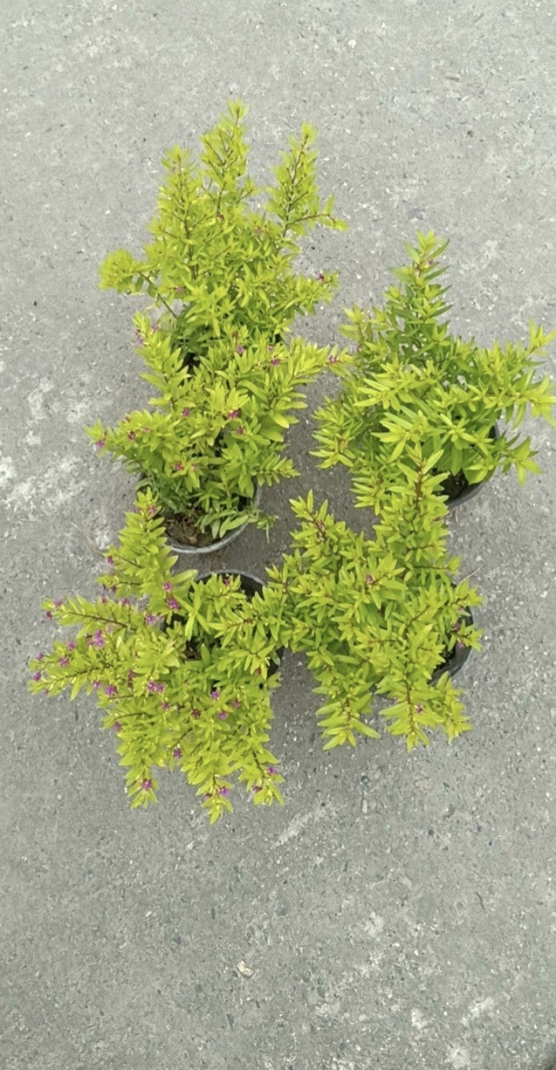 金叶满天星容器苗，高20-30厘米冠幅饱满，基地批发。