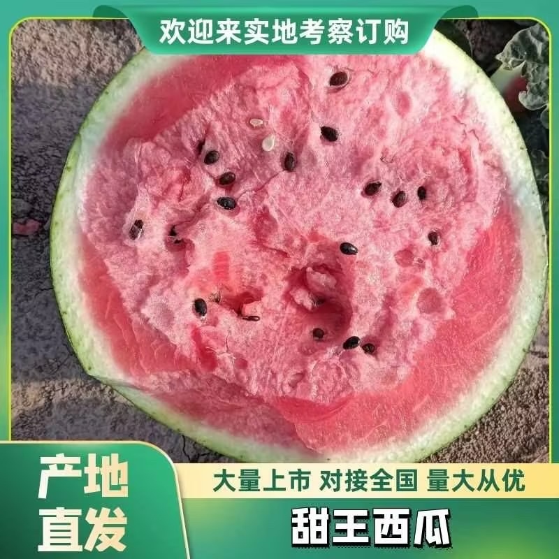 【精品】[甜王西瓜]优质甜王西瓜大量上市中销售，价格便宜