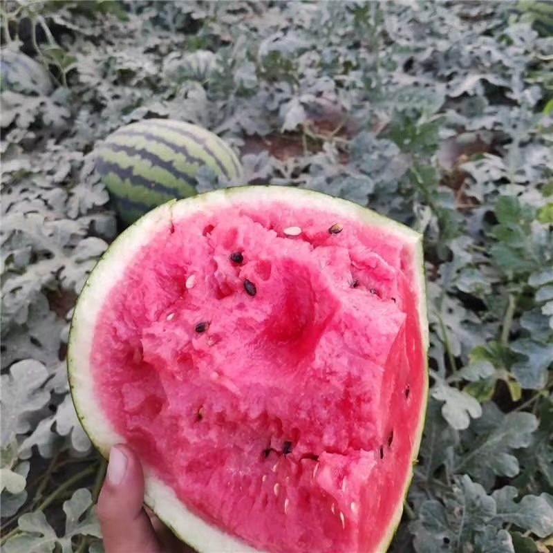 【精品】[甜王西瓜]优质甜王西瓜大量上市中销售，价格便宜