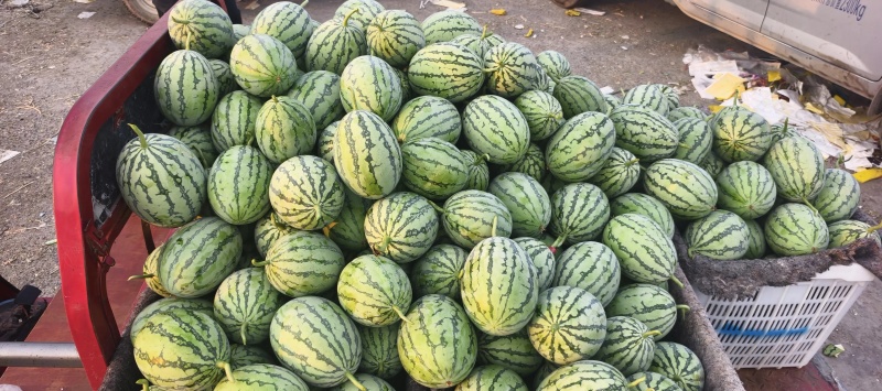 陕西蒲城吊瓜大量有货品质优新鲜现摘可视频看货欢迎咨询来电