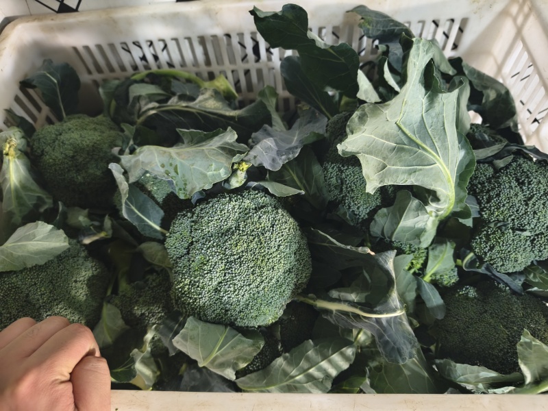 【实力推荐】江苏西蓝花/基地直发/视频看货/欢迎电询