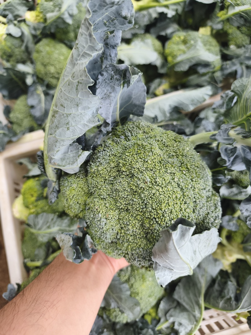 【实力推荐】江苏西蓝花/基地直发/视频看货/欢迎电询