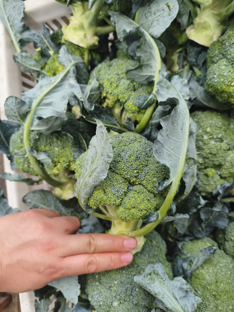 【实力推荐】江苏西蓝花/基地直发/视频看货/欢迎电询