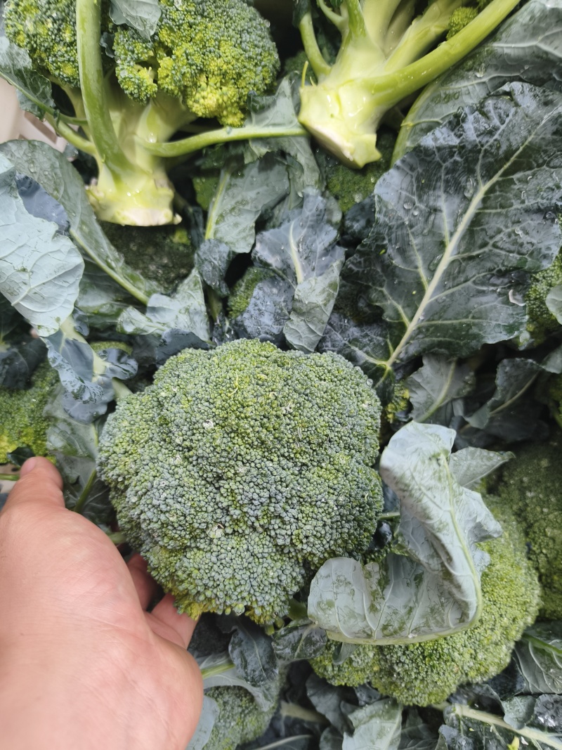 【实力推荐】江苏西蓝花/基地直发/视频看货/欢迎电询