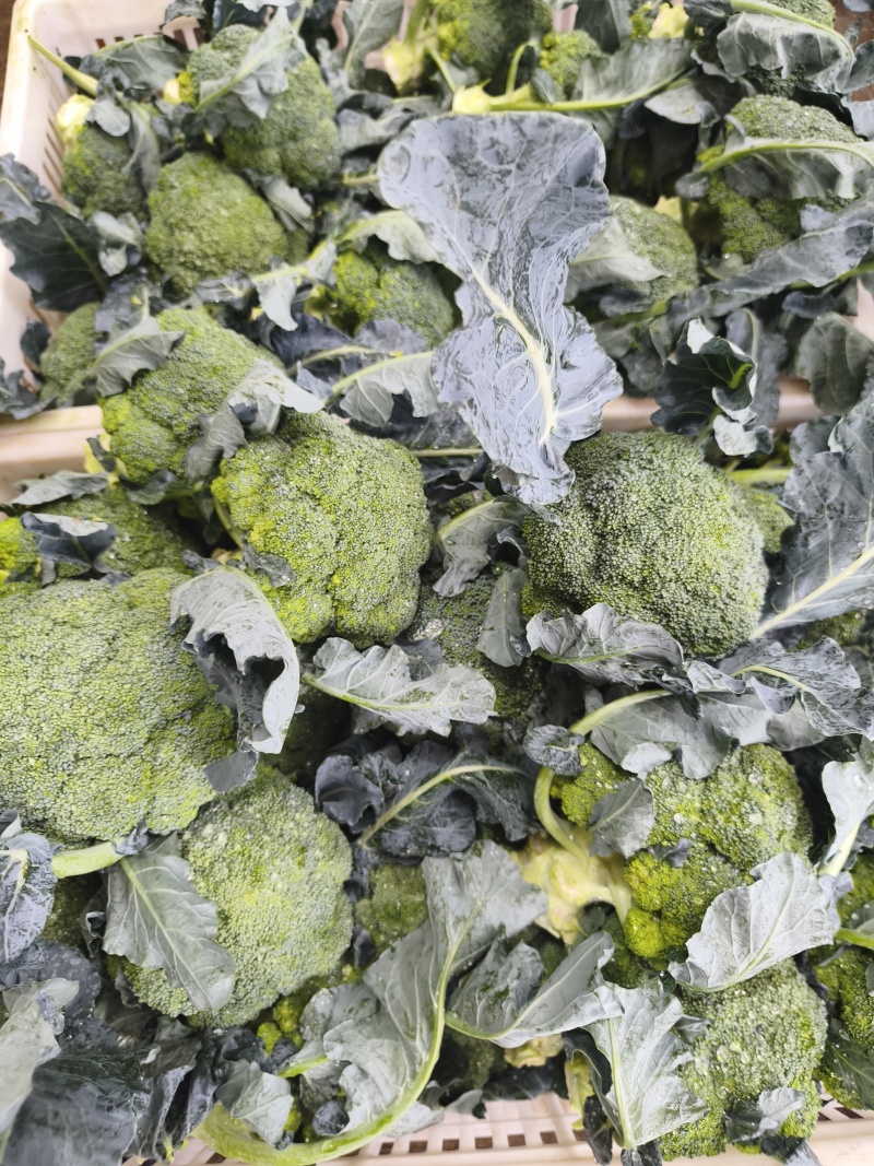 【实力推荐】江苏西蓝花/基地直发/视频看货/欢迎电询