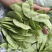 【实力推荐】江苏茶豆/扁豆//视频看货/对接商超批发市场