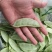 【实力推荐】江苏茶豆/扁豆//视频看货/对接商超批发市场