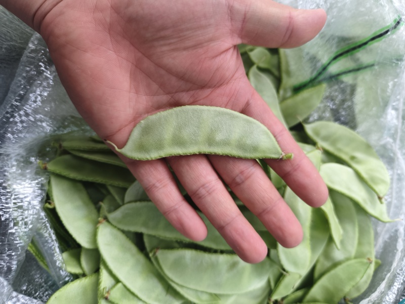 【实力推荐】江苏茶豆/扁豆//视频看货/对接商超批发市场