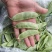 【实力推荐】江苏茶豆/扁豆//视频看货/对接商超批发市场