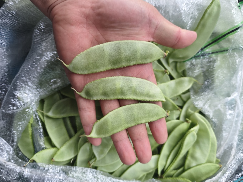 【实力推荐】江苏茶豆/扁豆//视频看货/对接商超批发市场