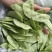 【实力推荐】江苏茶豆/扁豆//视频看货/对接商超批发市场