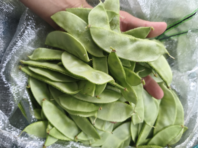 【实力推荐】江苏茶豆/扁豆//视频看货/对接商超批发市场